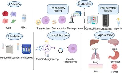 Engineered exosomes as drug and RNA co-delivery system: new hope for enhanced therapeutics?